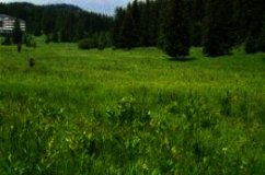 Rural land in Bulgaria Pamporovo property Ref. No 122092