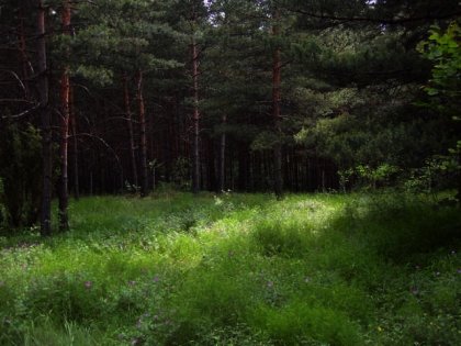 Regulated plot of land near Borovets in Bulgaria Ref. No 8317