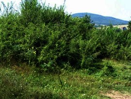 Regulated land Kardjali. Property in Bulgaria Ref. No 44206
