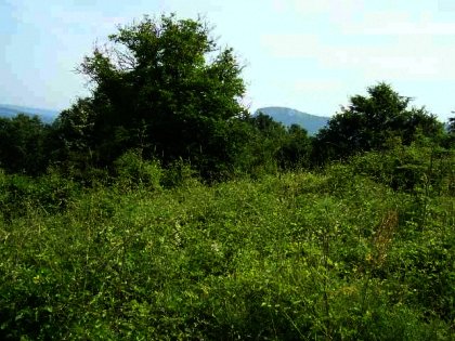 Agricultural land for sale near Gabrovo Ref. No 591063