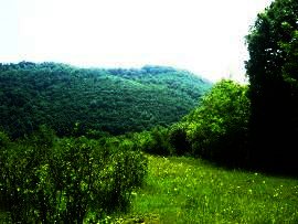 Agricultural land for sale near Veliko Tarnovo Ref. No 594218